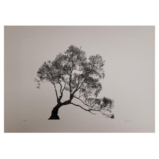 Árvores #5, José Paiva | 2020 (SEM MOLDURA)