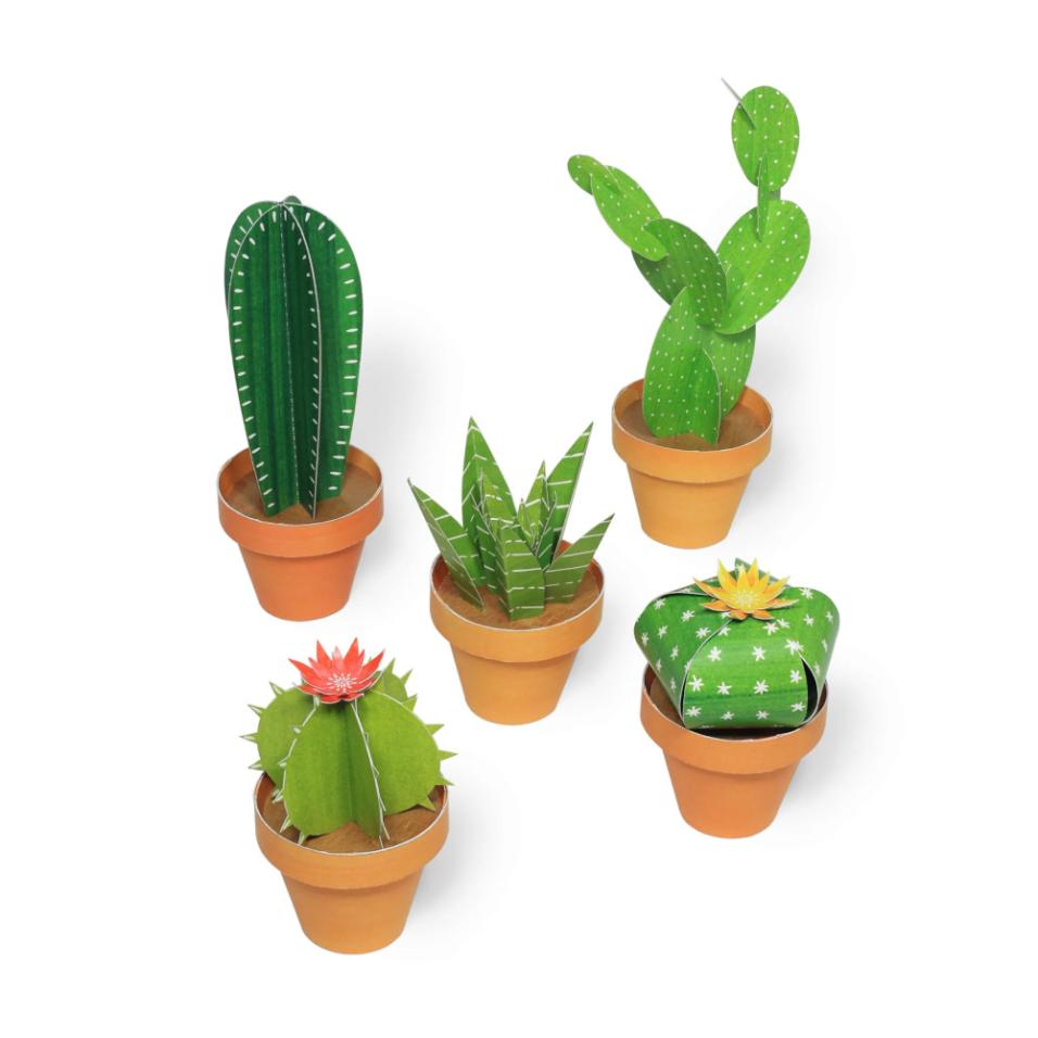 Mini Jardim | Cactos