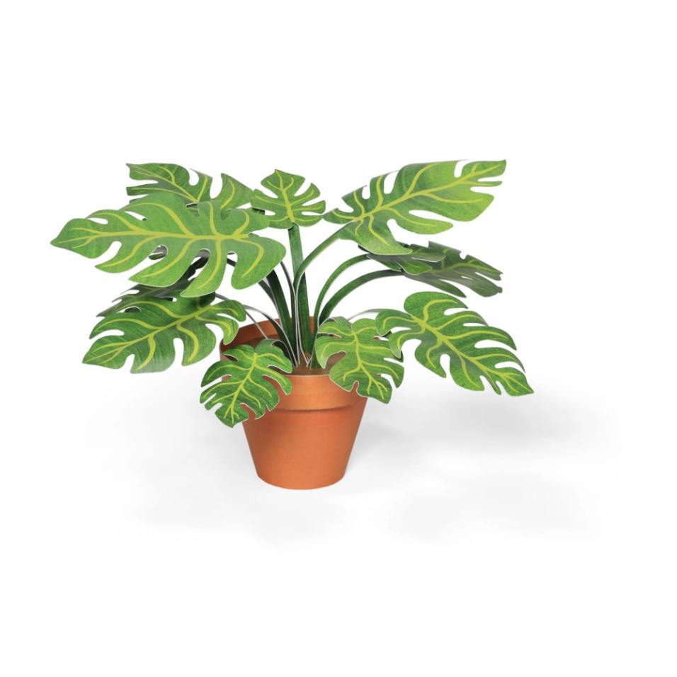 Mini Jardim | Monstera deliciosa