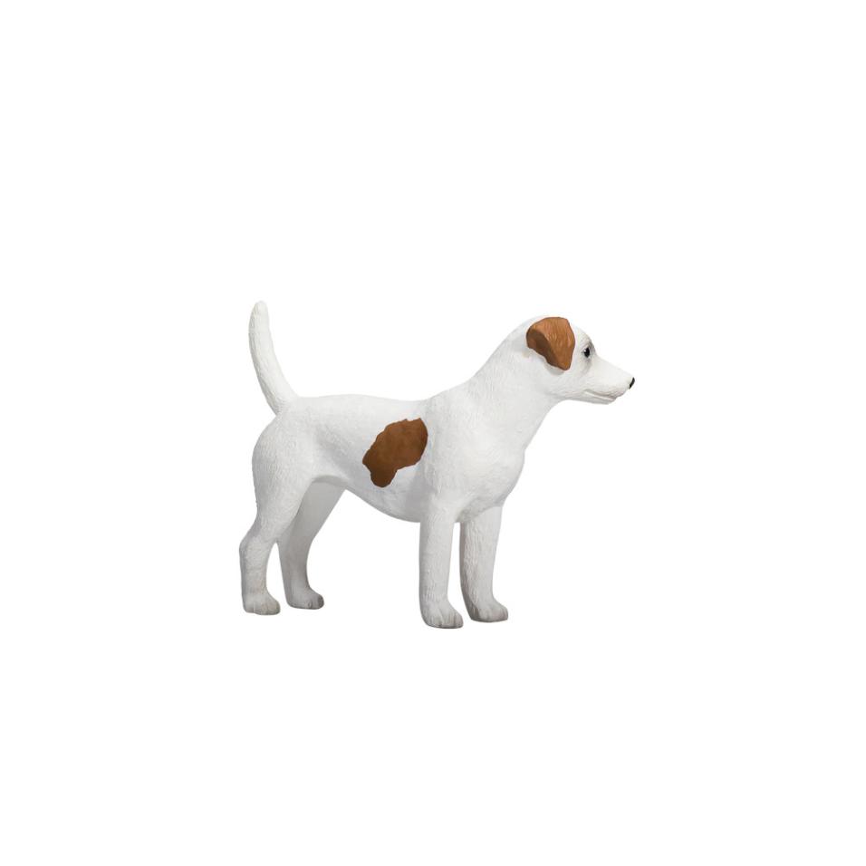 Jack Russell Terrier - M