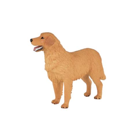 Golden Retriever - M