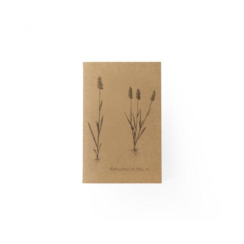 Caderno Herbarium | A6 - Feno-de-cheiro-anual, UP