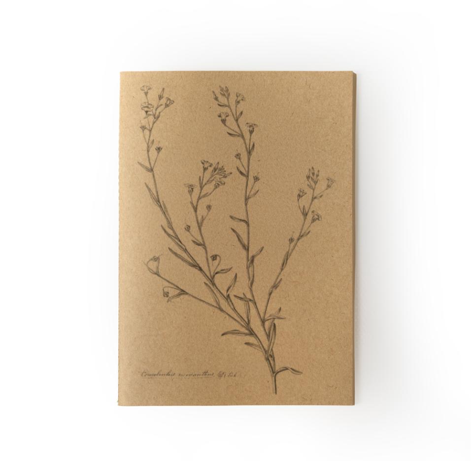 Caderno Herbarium | A5 - Corriola-tricolor-hirsuta, UP