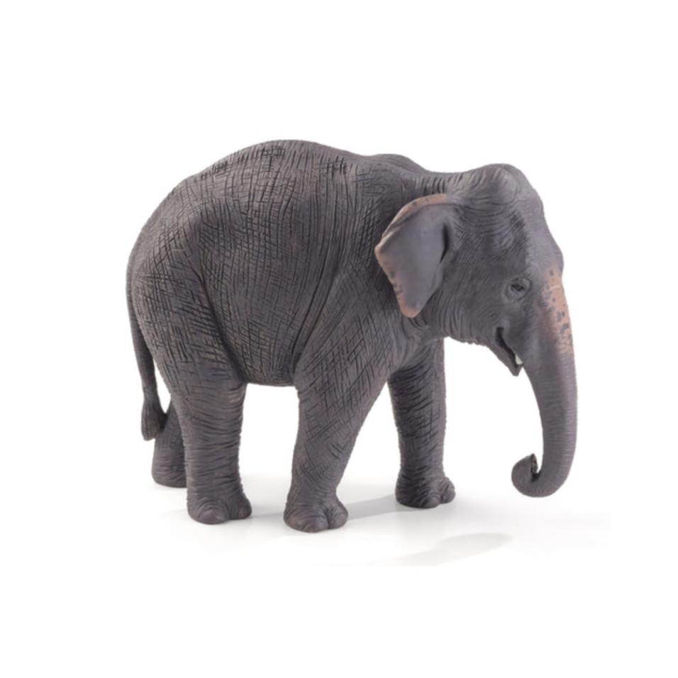 Elefante asiático | XL