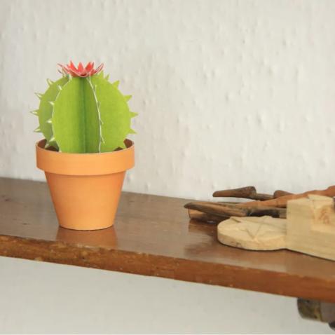 Mini Jardim | Cactos