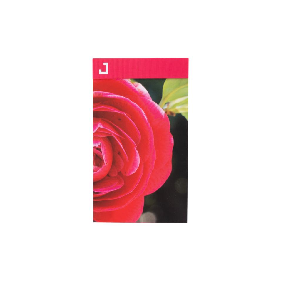 Blocos A7 | Camellia japonica 'Duarte de Oliveira'