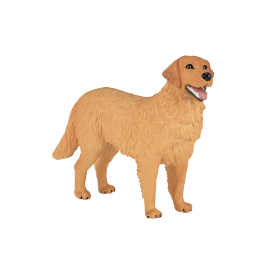 Golden Retriever - M