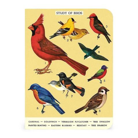 Mini caderno Cavallini 10x14cm c/3 Bird Watching