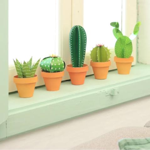 Mini Jardim | Cactos