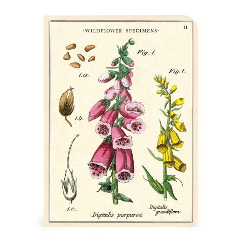 Mini caderno Cavallini 10x14cm c/3 Wildflowers