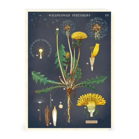 Mini caderno Cavallini 10x14cm c/3 Wildflowers