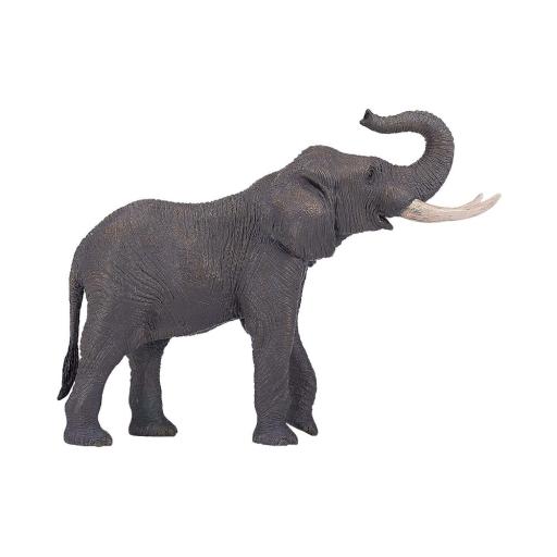 Elefante Africano | XXL