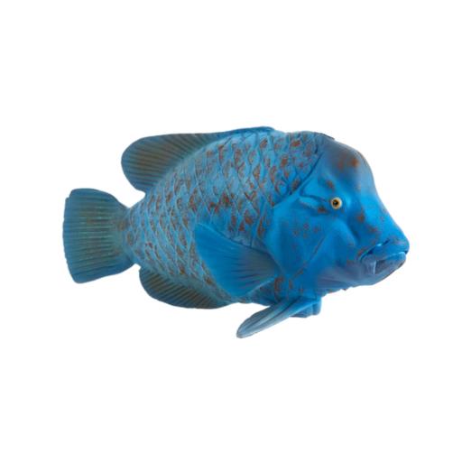 Groper Azul - L