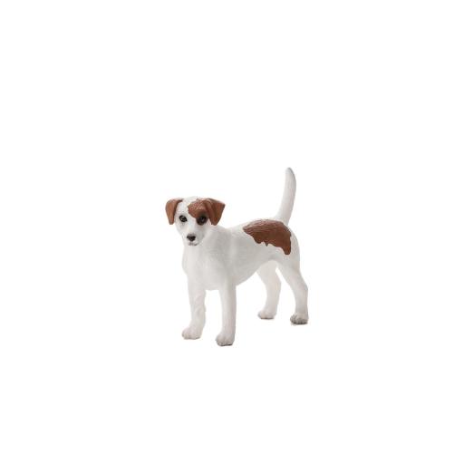 Jack Russell Terrier - M