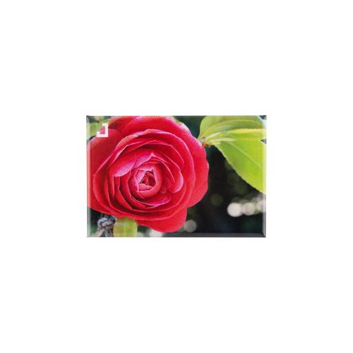 Magnético retangular | Camellia japonica “Duarte d