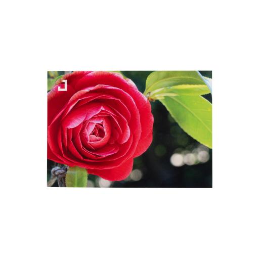 Postal | Camellia japonica 'Duarte de Oliveira'