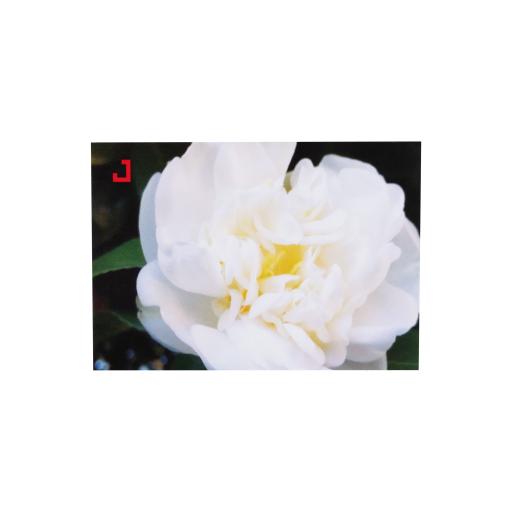 Postal | Camellia japonica 'Exímia alba'