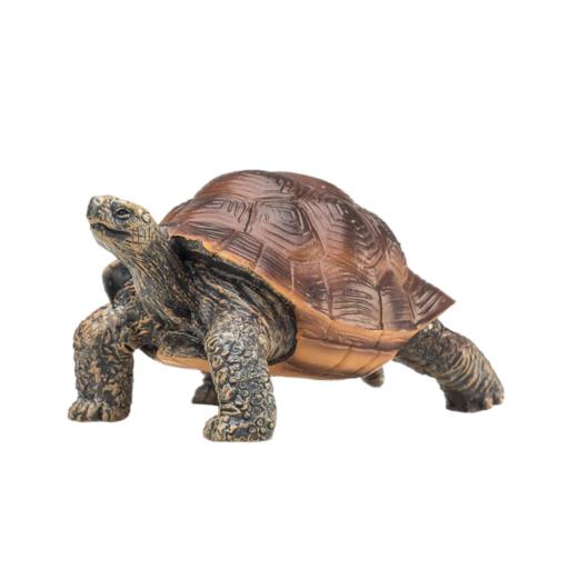 Tartaruga gigante | L